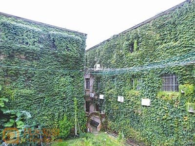 住宅围墙爬满藤蔓植物的风水影响