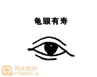 龟眼