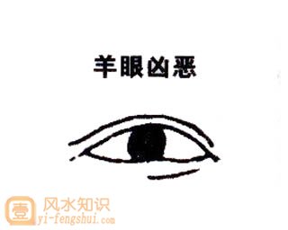 羊眼