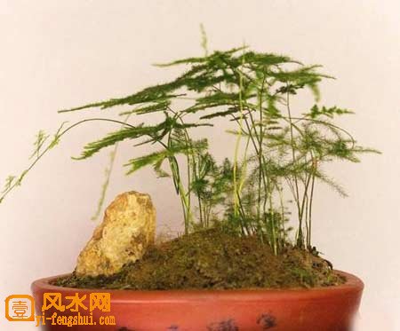 文昌位可以放发财树吗