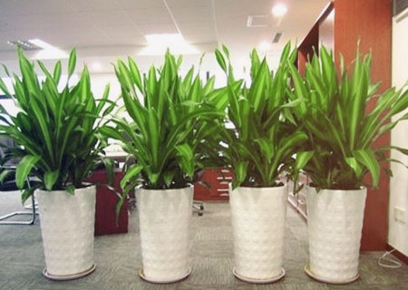 办公室放什么植物最旺财
