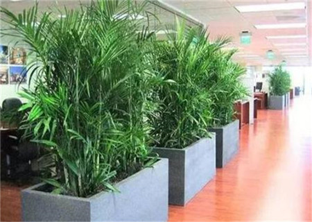 办公室植物风水禁忌