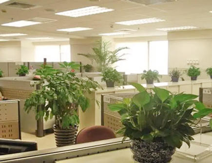 办公室不适合摆放什么植物