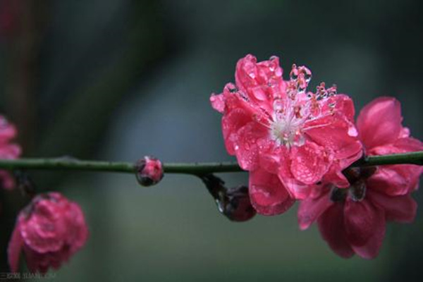 风水如何化解烂桃花