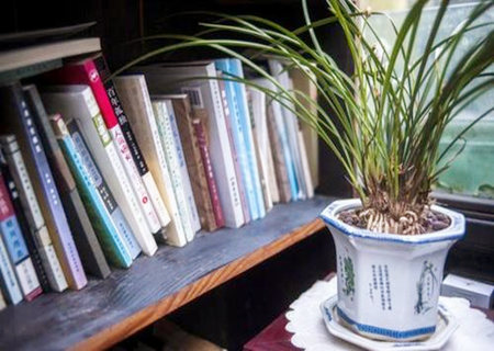 书房养什么植物风水好