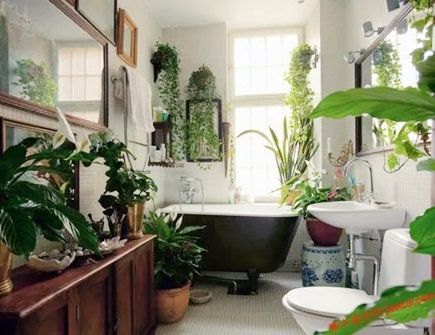 适合养在浴室的植物